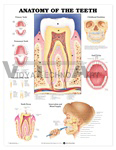 Anatomy of the Teeth Anatomical Chart